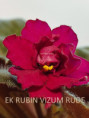013. EK RUBIN VIZUM RUDE